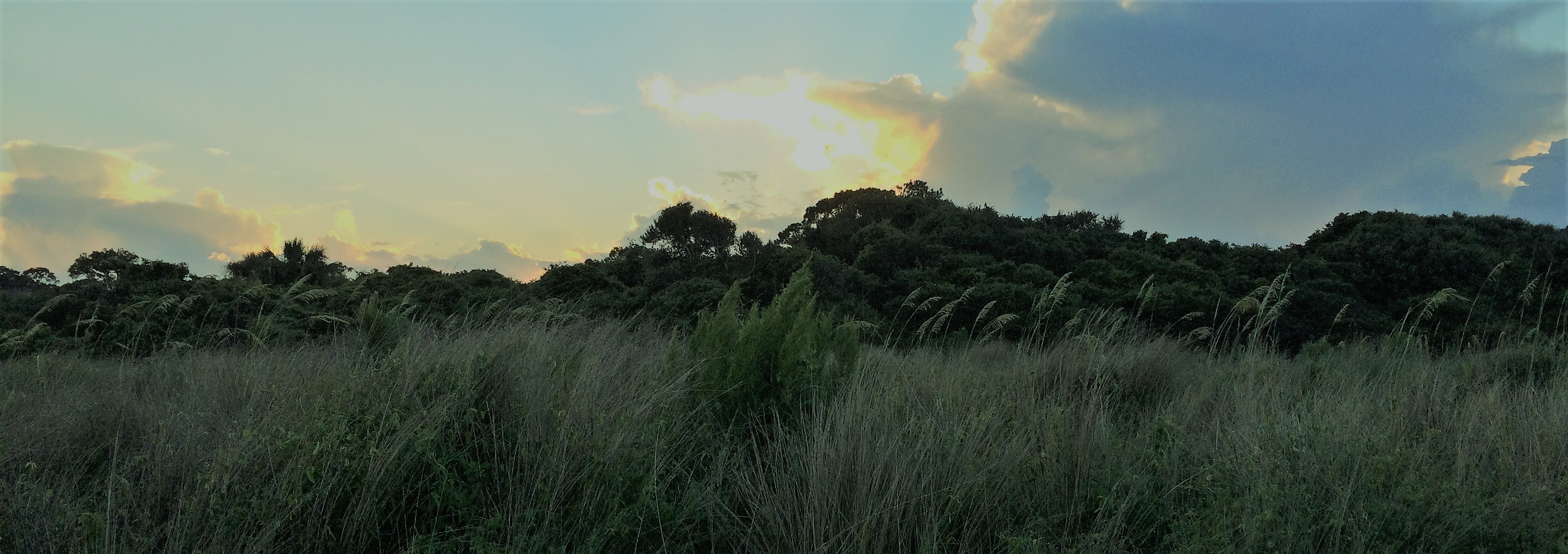 Header Image (Jekyll Island, GA)