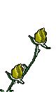 roses--yellow--animated.gif