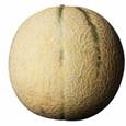 Description: melon