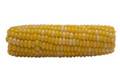 Description: corn.jpg
