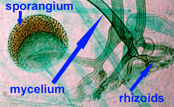 Fungal structures