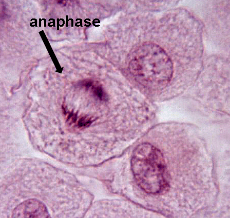 anaphase_whitefish.gif