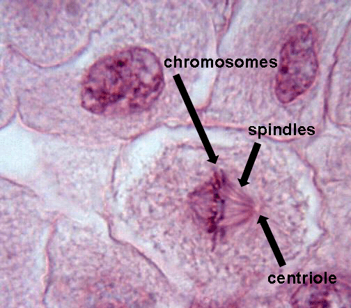 metaphase_whitefish_spindle.gif