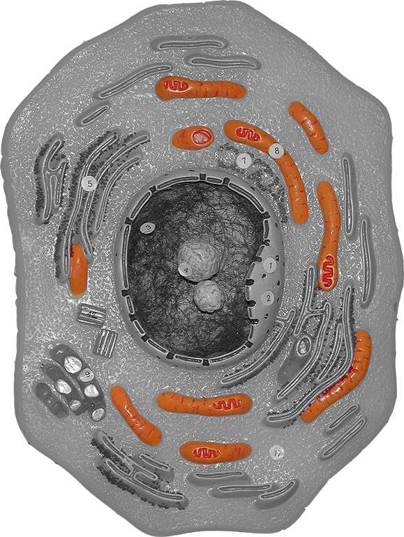 mitochondrion_small2.jpg