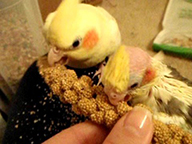 Cockatiel eating