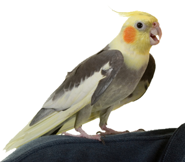 cockatiel